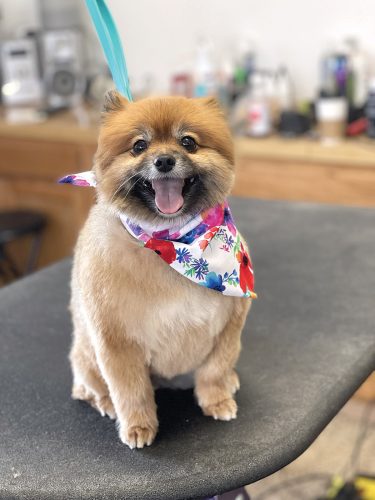 Flickinger’s Paws and Claws, LLC